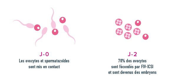 Schéma ovocytes fécondé